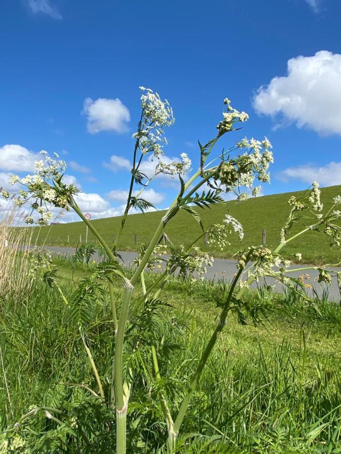 Gut Gross Fedderwarden, Mettje Butjadingen